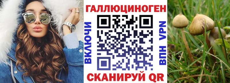Псилоцибиновые грибы Psilocybe  Сосновоборск 